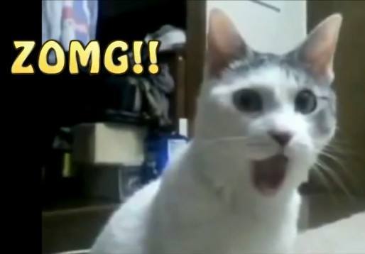 ZOMGねこ
